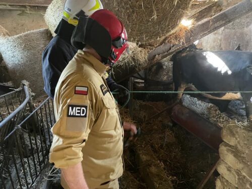 kp psp oborniki, zawalenie stropu, obora, budynek inwentarski, bydło, hodowla