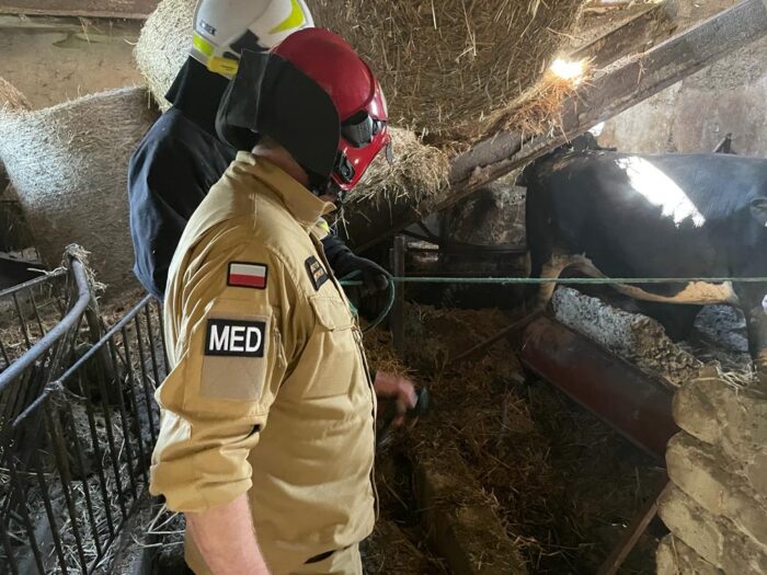 kp psp oborniki, zawalenie stropu, obora, budynek inwentarski, bydło, hodowla