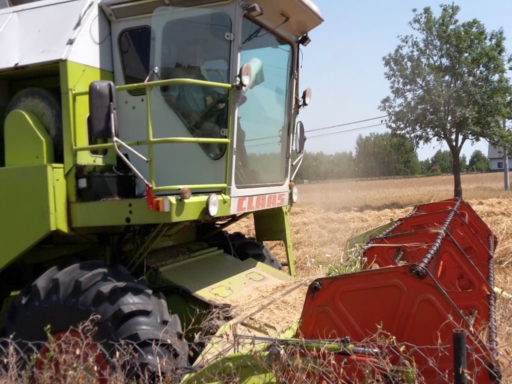 izp, izba zbożowo-paszowa, zboże, żniwa, pszenica, plony, zbiory