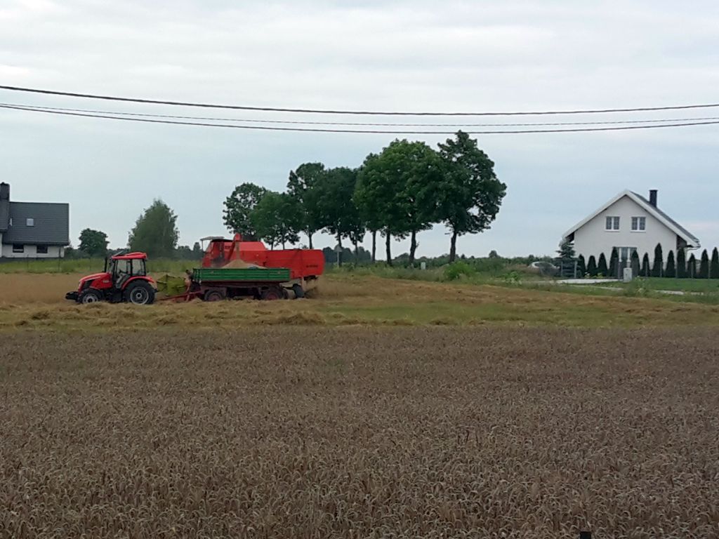 zboże, żniwa, plony, kalkulacje, dochody, ceny, skup, wynik ekonomiczny, wir, wielkopolska izba rolnicza