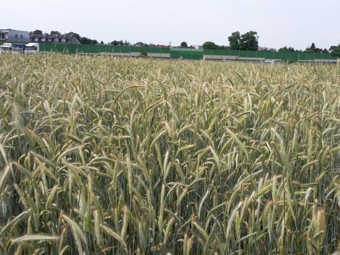 minister, telus, zboże, handel, ukraina, lista firm, mrirw