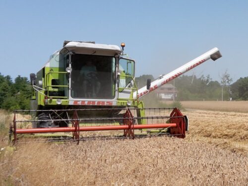 izba zbożowo-paszowa, żniwa, małe żniwa, zboże