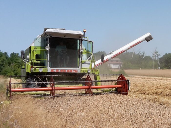 izba zbożowo-paszowa, żniwa, małe żniwa, zboże