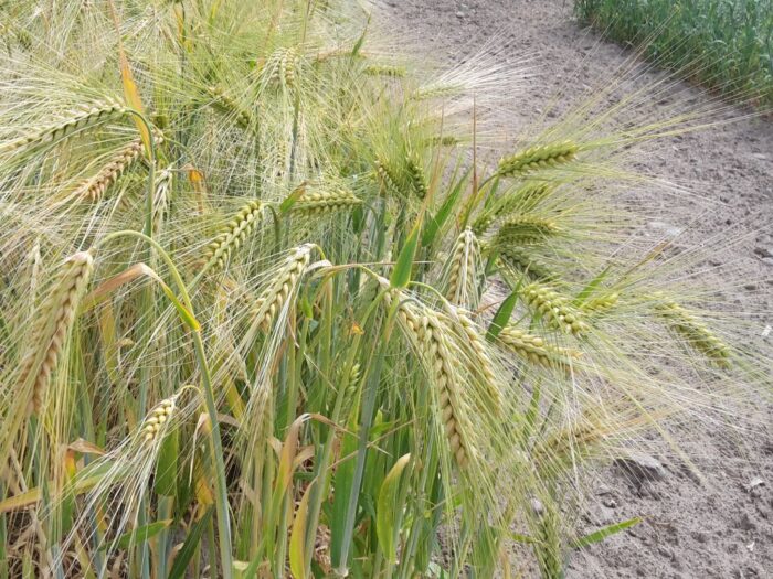 jędrejek, lir, zboże, żniwa, ceny, plony, skup, owoce
