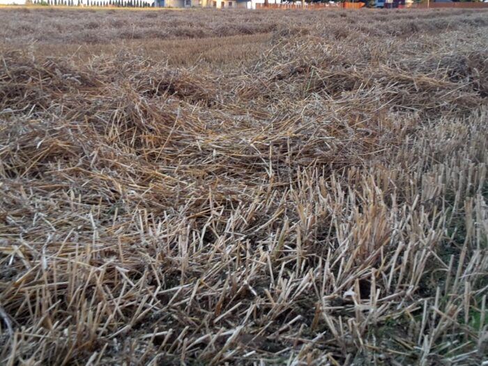 świętokrzyskie, śdor, zbiory, żniwa, plony, zboże