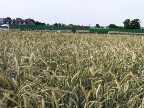 piątkowska, izp, żywność, produkty rolne, produkcja, przetwórstwo, odbudowa, eksport