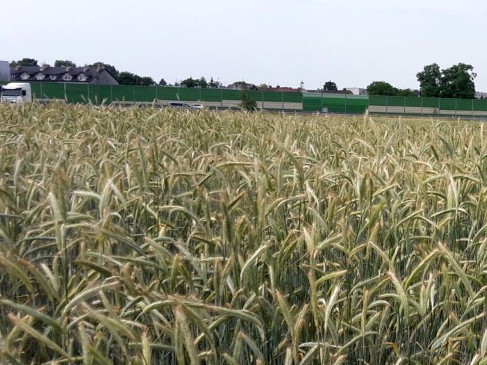 piątkowska, izp, żywność, produkty rolne, produkcja, przetwórstwo, odbudowa, eksport