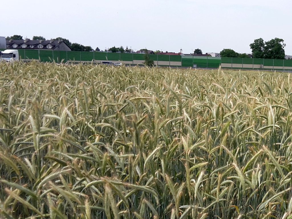 piątkowska, izp, żywność, produkty rolne, produkcja, przetwórstwo, odbudowa, eksport