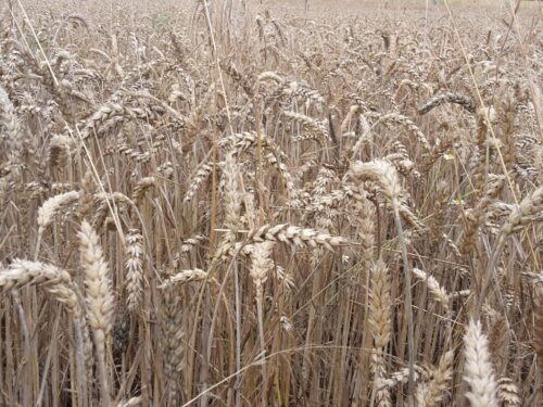 ukraina, msz, kułeba, erdogan, putin, umowa zbożowa