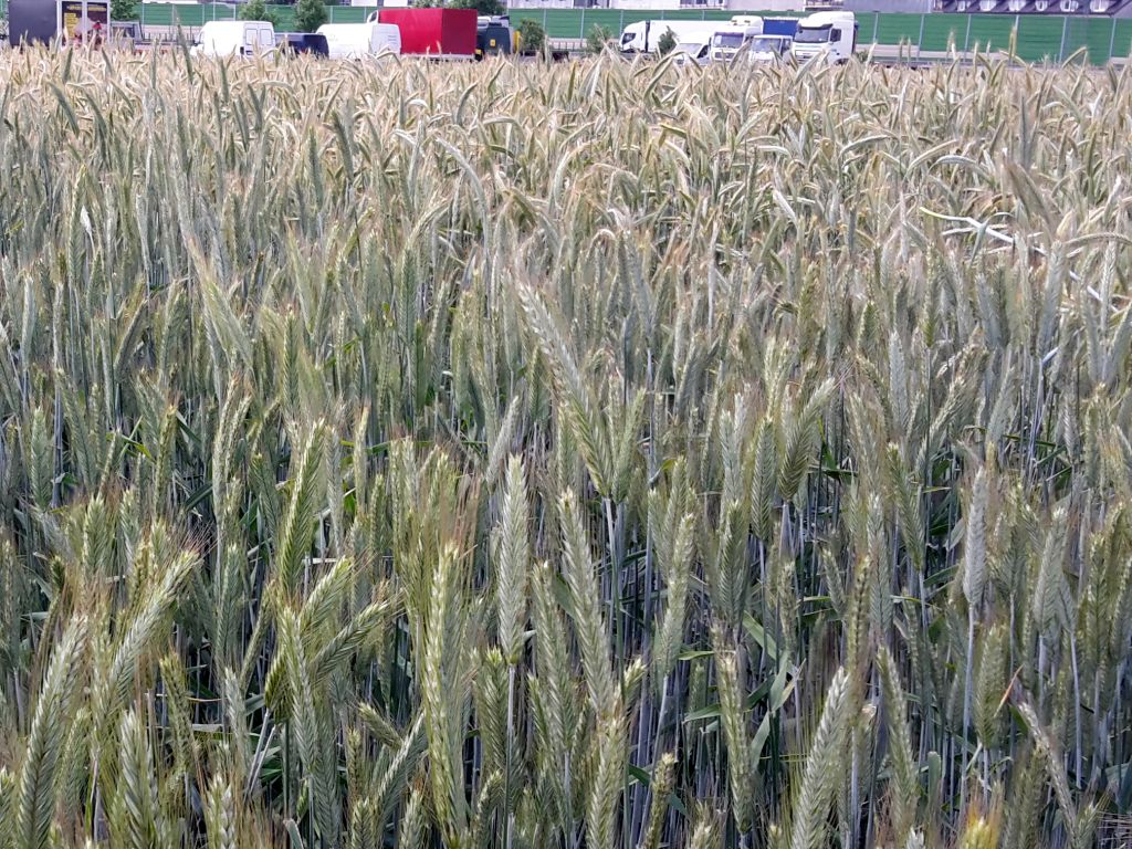 ukraina, rumunia, umowa, eksport, produkty rolne, zboże, umowa zbożowa