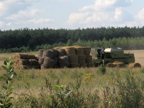 warmińsko-mazurskie, żniwa, zbiory, rzepak, jęczmień, pszenica, ozime, jare