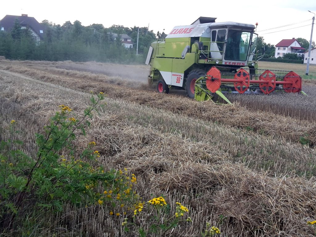 wielkopolska izba rolnicza, wir, żniwa, zbiory, zboże, plony, skup, ceny