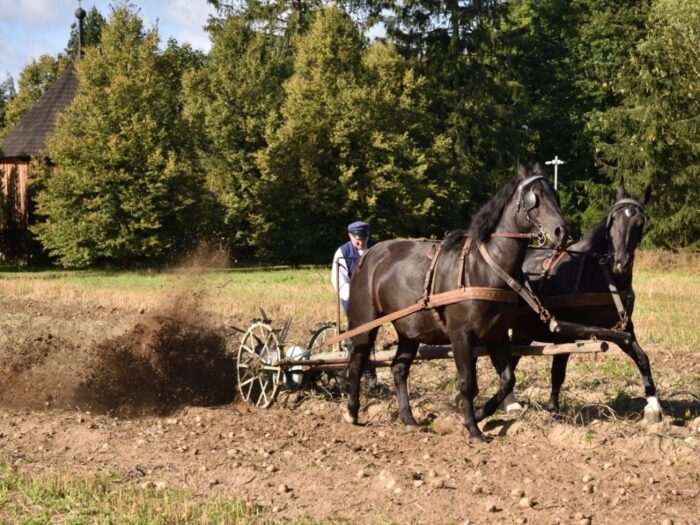 muzeum wsi mazowieckiej, sierpc, wykopki, pokaz, skansen