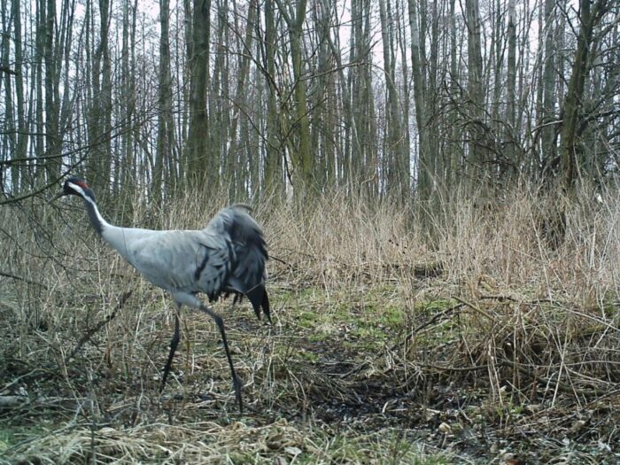 żurawie, ptaki, nadajniki, gps, fundacja dla przyrody