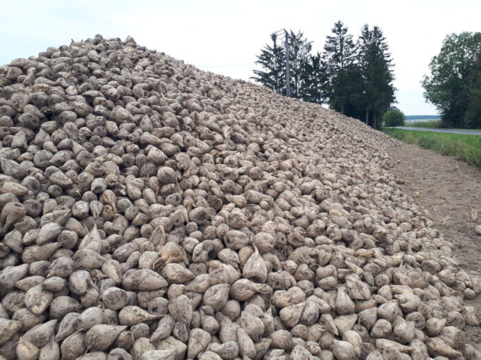 korzenie buraka, pryzma, Sahryń