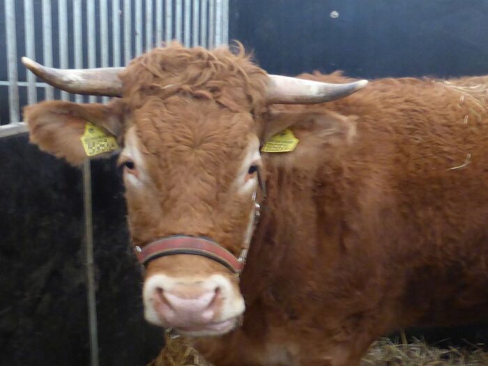 arimr, dofinansowanie, buhaje, hodowcy