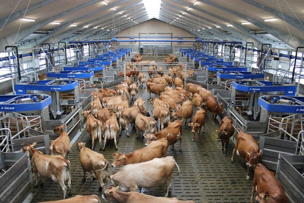 DeLaval, VMS, DeLaval VMS™ V310, roobty udojowe, krowy mleczne, automatyzacja doju, hodowca bydła, dój krów, ferma