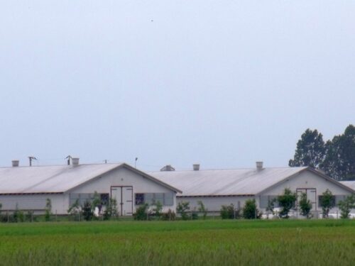 big infomonitor, długi, zadłużeni, zobowiązania, płatności, drób, hodowla drobiu, agrobiznes