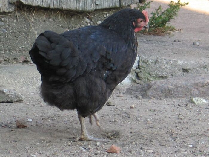 arimr, agencja, pomoc, rekompensaty, wypłata, hodowcy drobiu, drób, jaja, straty, ptasia grypa, grypa ptaków