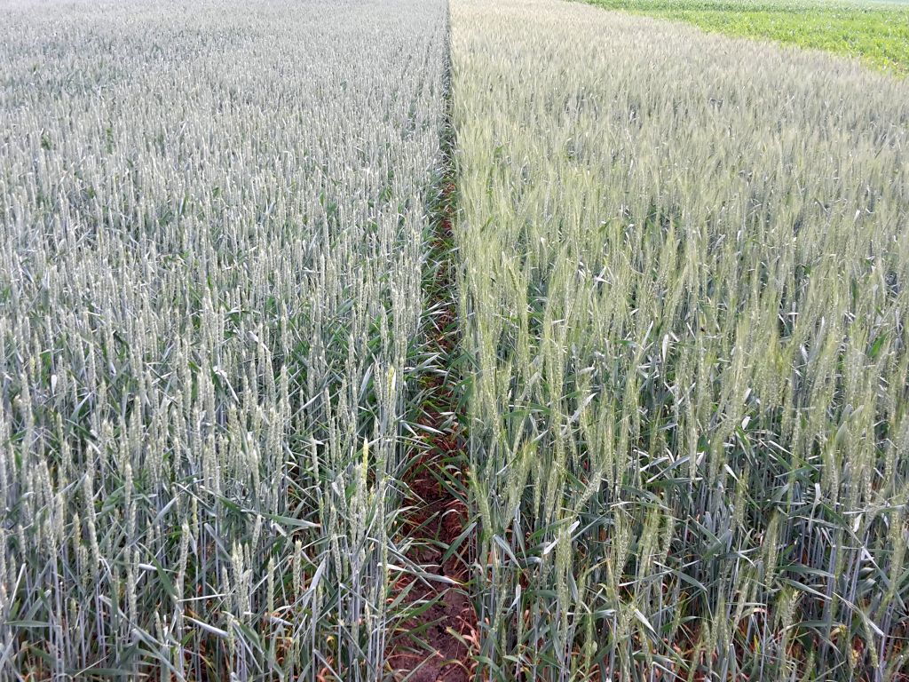 rosja, egipt, zboże, pszenica, handel, import