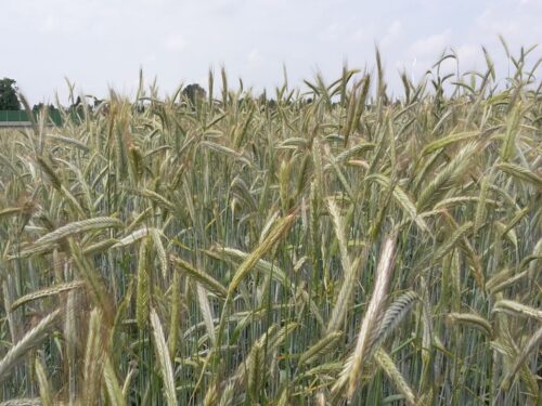 badania, naukowcy, grzyb, uprawy, rolnictwo