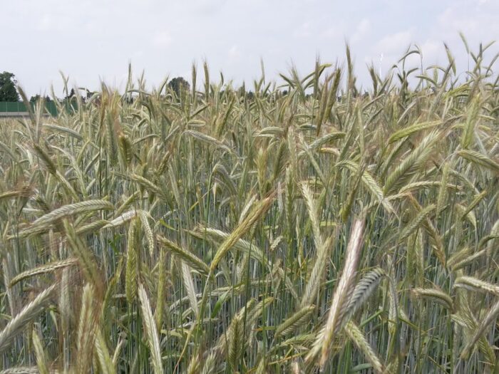 badania, naukowcy, grzyb, uprawy, rolnictwo