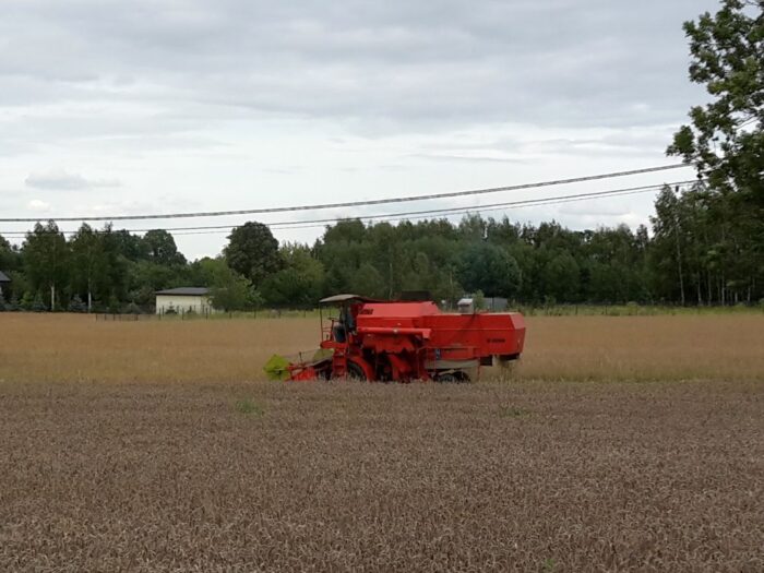 gus, dane, szacunek, płody rolne, zbiory, plony, zboże, rzepak