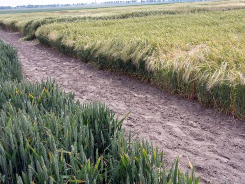 krir, izby rolnicze, samorząd rolniczy, arimr, pomoc, dopłaty, zboże, pszenica, gryka, kukurydza, rzepak, nawozy