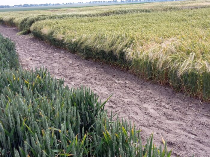 krir, izby rolnicze, samorząd rolniczy, arimr, pomoc, dopłaty, zboże, pszenica, gryka, kukurydza, rzepak, nawozy