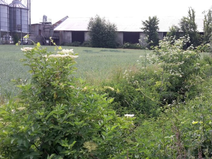 raport, ipbes, gatunki inwazyjne, środowisko, przyroda, gospodarka