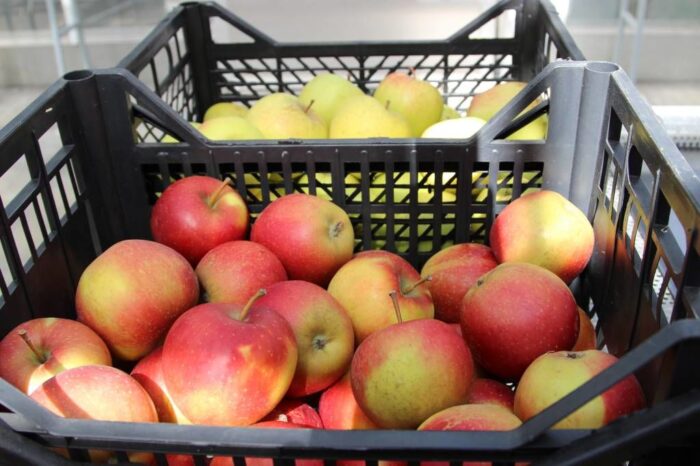 stany zjednoczone, japonia, owoce, owoce premium