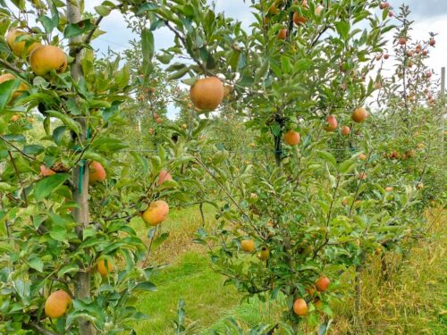 unia owocowa, owoce, jabłka, rynek, ceny, skup, sady, handel