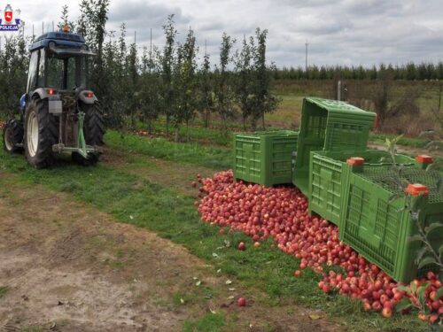 kpp opole lubelskie, wypadek, upadek, sadownictwo, zbiór jabłek, ranne kobiety