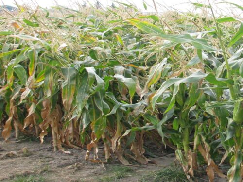 iung-pib, iung, susza, susza rolnicza, raport, deficyt wody, uprawy, kbw, klimatyczny bilans wodny