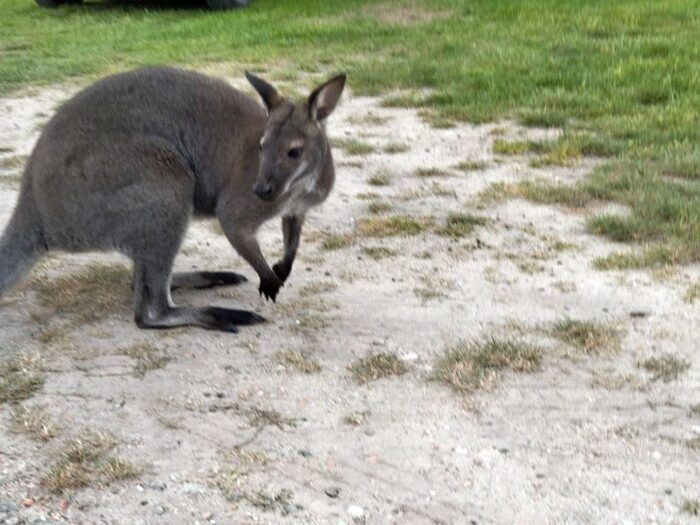 kangur, ucieczka, puszcza, lasy, leśnicy
