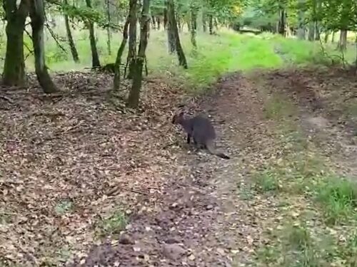 leśnicy, puszcza, kangur, torbacz