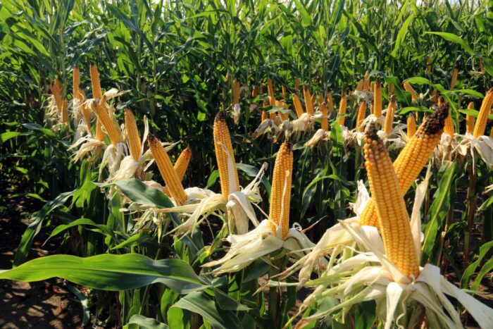 Krajowy Dzień Kukurydzy, Garzyn, OHZ Garzyn, kukurydza ziarnowa, kukurydza kiszonkowa, odmiany kukurydzy, maszyny