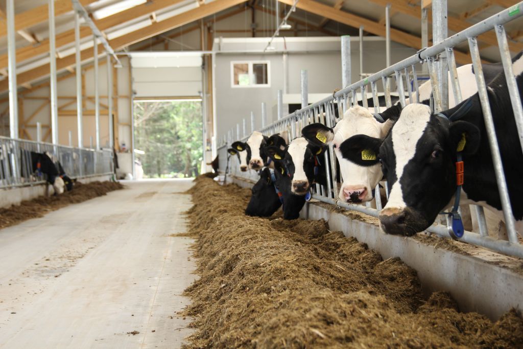 korowy pogłowie obora