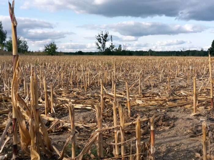 iz-p, zboża, rynek zbóż, ceny zbóż