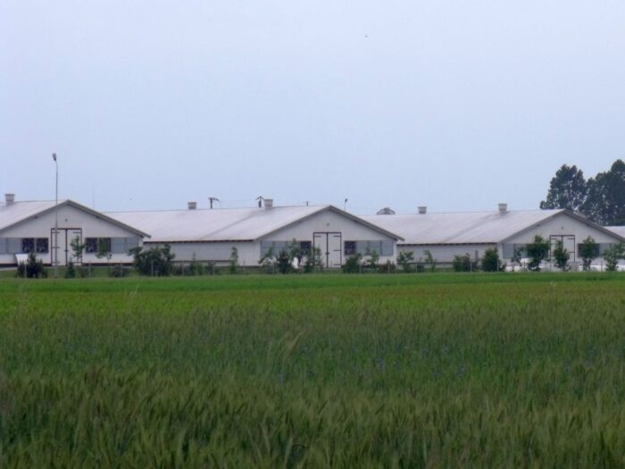 kowr, wroński, drób, produkcja drobiu, mięso drobiowe, eksport, ptasia grypa, koszty produkcji, ceny