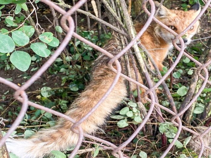 szczepienia, lisy, szczepienia lisów, mazowsze