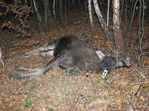 kpp maków mazowiecki, łoś, martwe łosie, postrzał, kłusownictwo