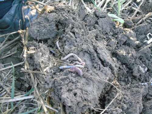 badanie, wyniki, gleba, dżdżownice