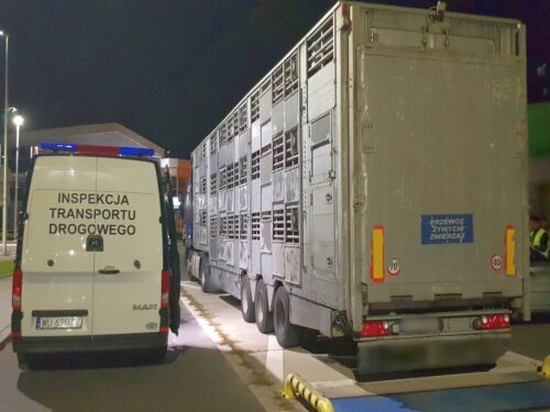 itd, inspekcja weterynaryjna, kontrole, transport zwierząt, świnie, ważenie, uprawnienia