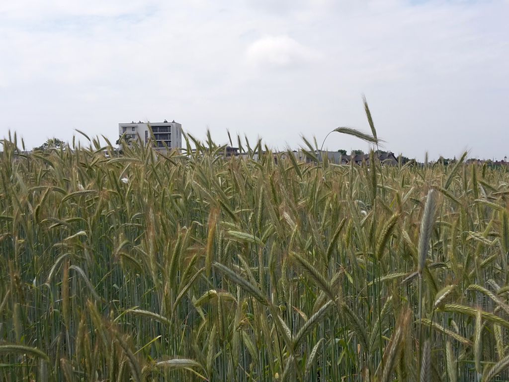 orlen, biopaliwa, produkcja, zboże, obajtek