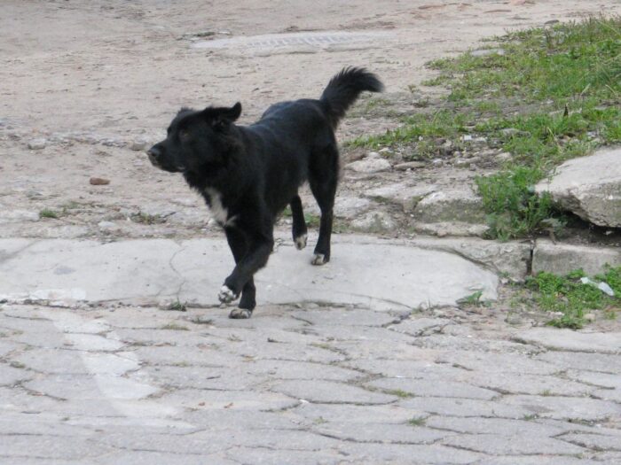 pierwotniak, psy, wilki, badania, analizy, kleszcze, naukowcy