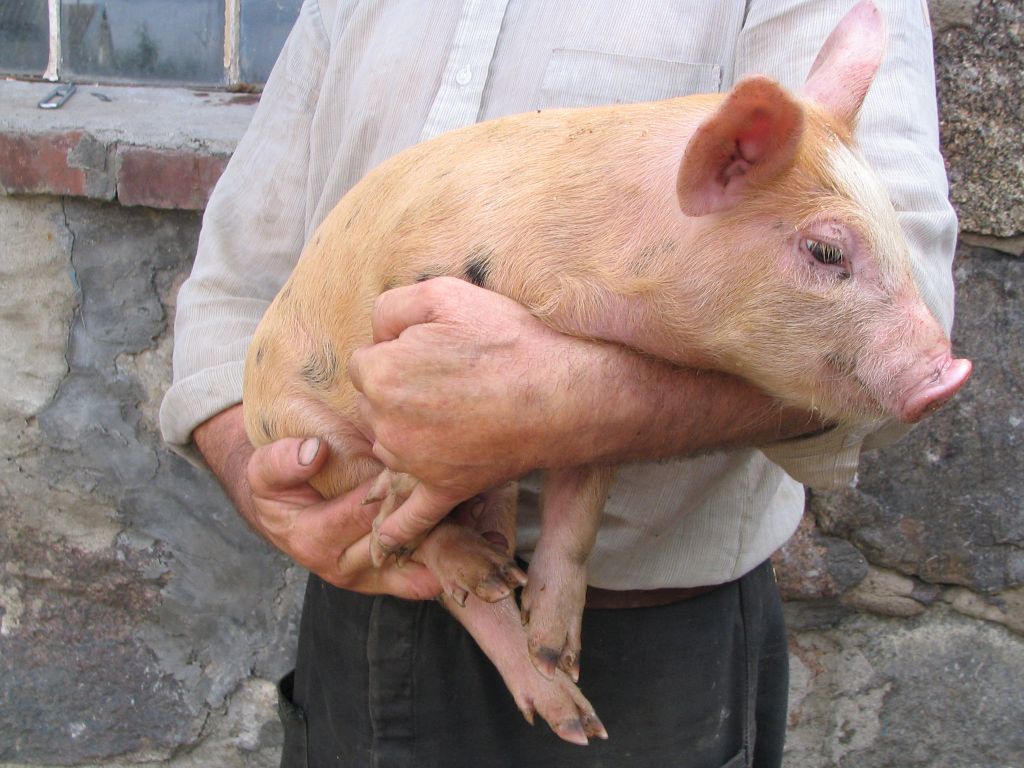 agencja, arimr, nabór, wnioski, pomoc, wsparcie, trzoda chlewna, prosięta