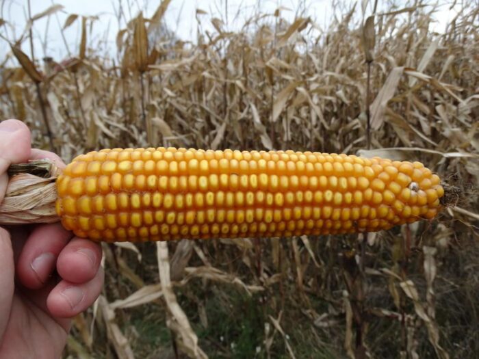 orlen, oze, biomasa, elektrociepłownia, kukurydza