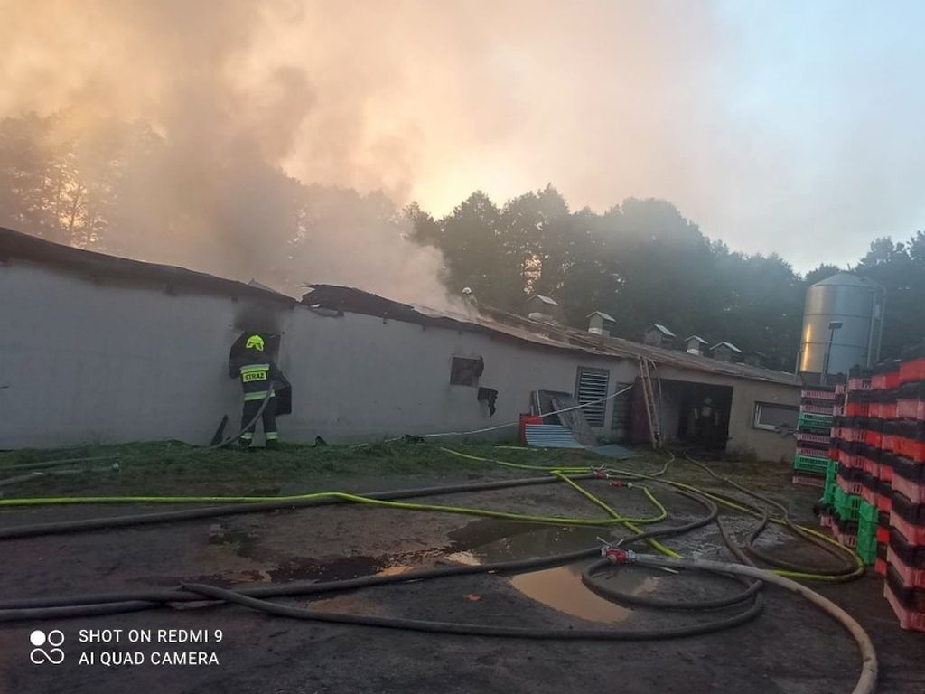 pożar, kurnik, kurczęta, pisklęta, akcja gaśnicza, straty, psp, osp