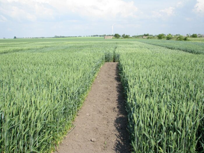 zzr, korona, zboże, import, rosja, zakaz, ukraina, mrit, resort rozwoju i technologii